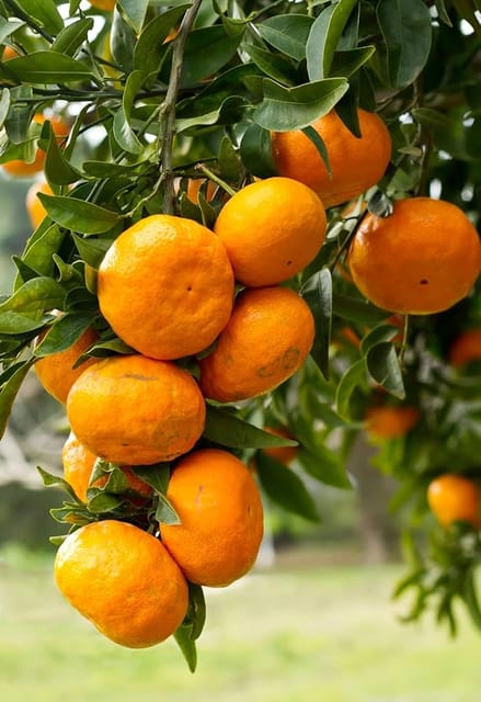 Thai Orange Grafted Fruit Bearing Live Plant