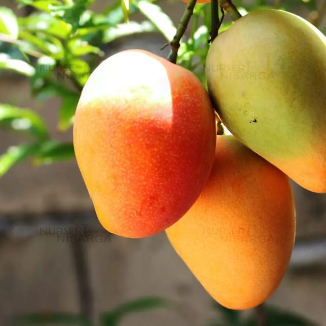Bari 4 Mango Grafted Live Plant Sapling