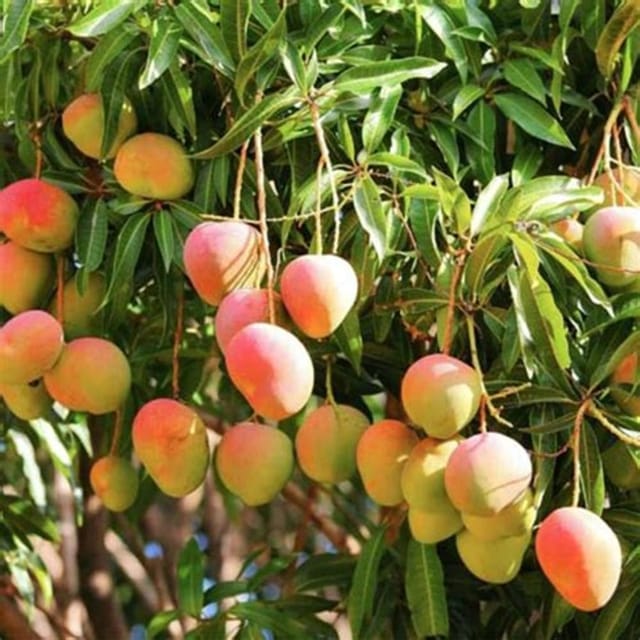 Bari 4 Mango Grafted Live Plant Sapling