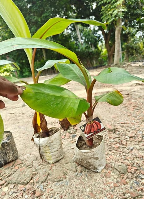 Red Banana Live Plant Sapling