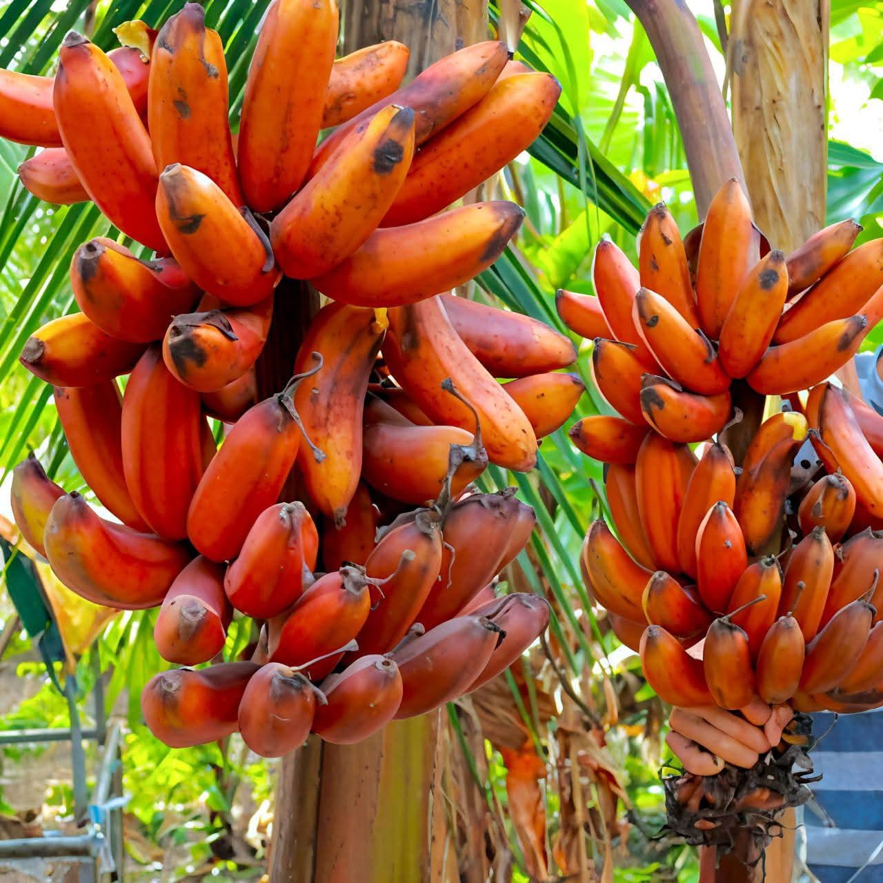 Red Banana Live Plant Sapling