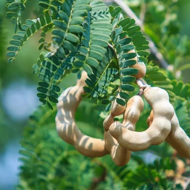 Sweet Tamarind Grafted Live Plant In Grow Bag