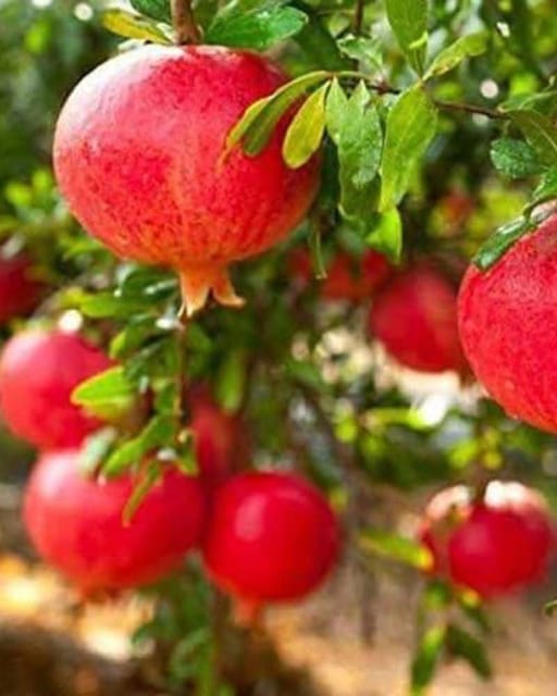 Ganesh Pomegranate Live Fruit-Bearing Plant