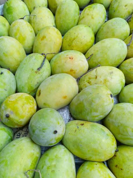 Langra Mango Grafted Live Plant Sapling