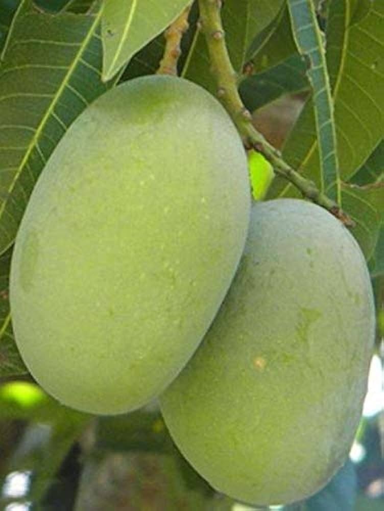 Langra Mango Grafted Live Plant Sapling