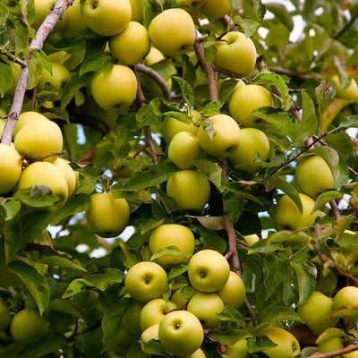 Golden Apple Live Fruit-Bearing Plant