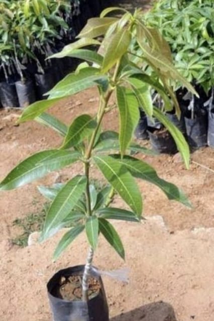 Kijuay Mango Grafted Live Plant Sapling