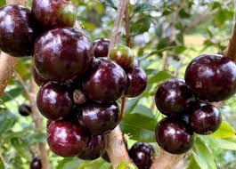 Jaboticaba Fruiting Live Plant