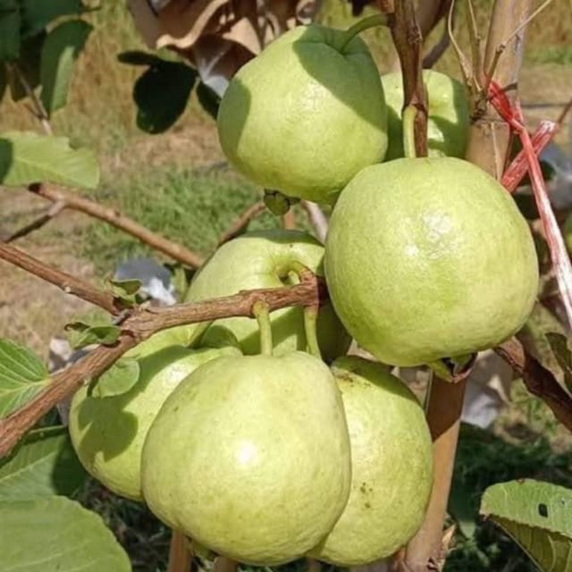 Golden 8 Guava Grafted Live Plant Sapling
