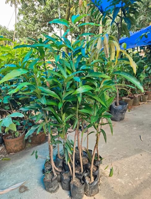 Miyazaki Mango Grafted Live Plant Sapling In Grow Bag