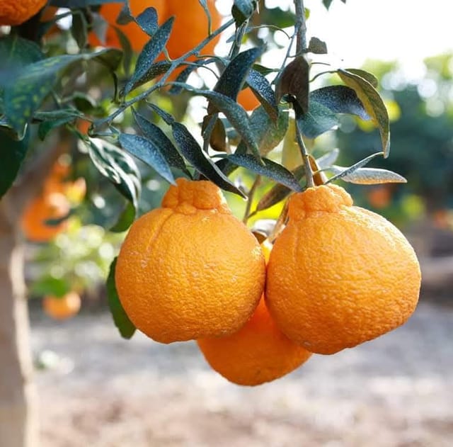 Decopon Citrus Grafted Live Fruit Plant