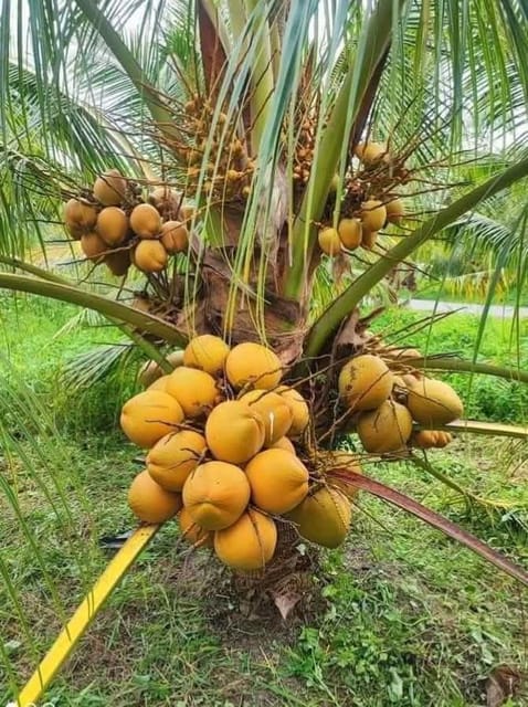 Kerala Coconut Palm Live Plant Sapling