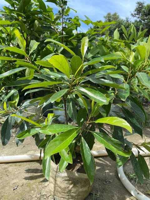 Sweet Jalpai Live Fruit-Bearing Plant