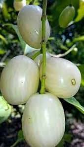 White Jamun Fruiting Live Plant