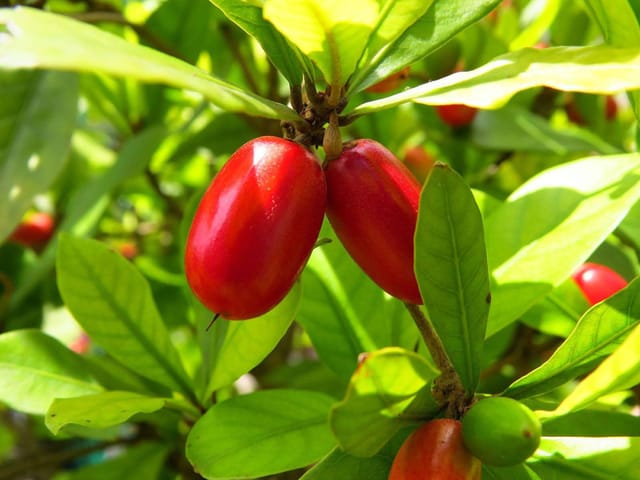 Red Karonda Fruiting Live Plant For Garden