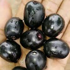 Black Jamun Fruit Plant Sapling In Grow Bag