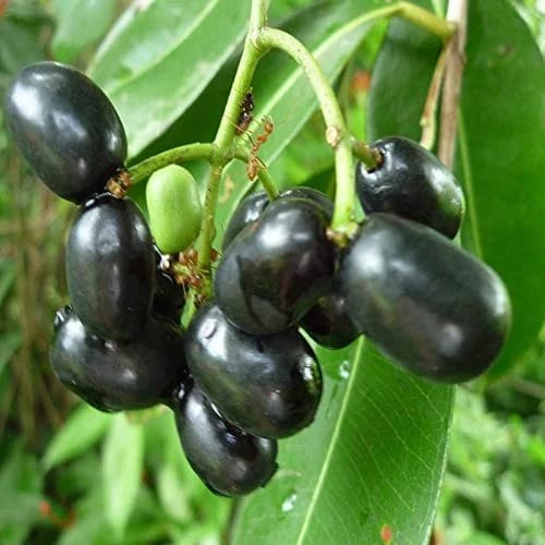 Black Jamun Fruit Plant Sapling In Grow Bag