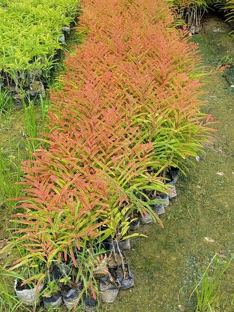 Thai Red Amla Grafted Live Plant Sapling