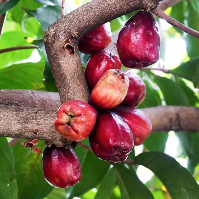 Wax Apple Live Fruit Plant Sapling In Grow Bag