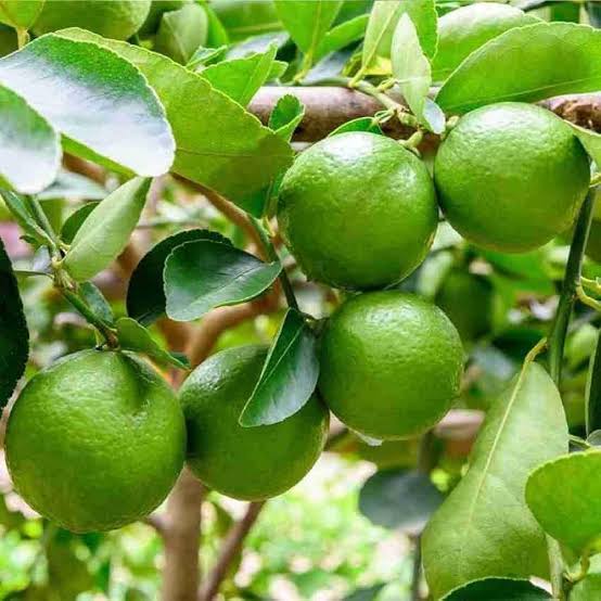 Thai Lemon Grafted Live Plant Sapling In Grow Bag