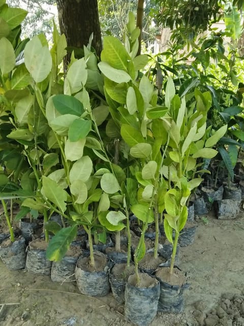 Seedless Lemon Grafted Live Fruit Plant