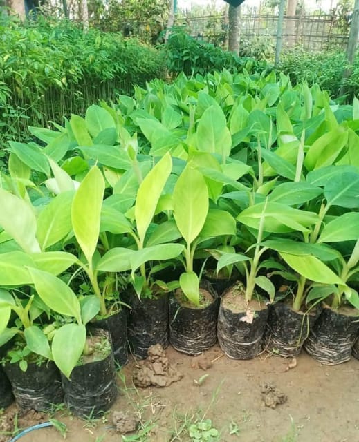 G9 Banana Live Plant Sapling