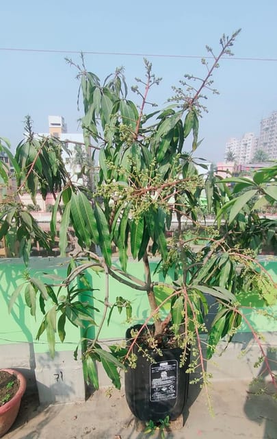 Nam Doc Mai Mango Grafted Live Plant