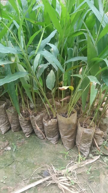 Cardamom Live Plant Sapling In Grow Bag