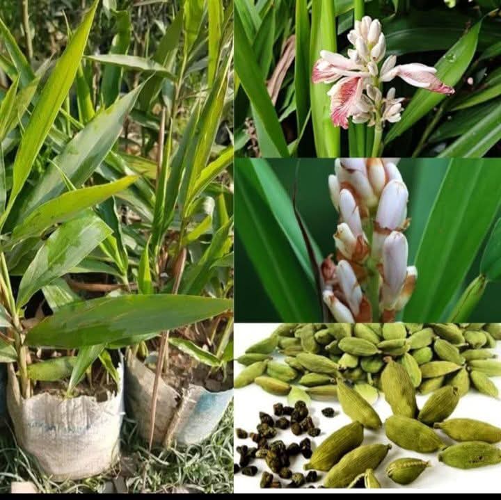 Cardamom Live Plant Sapling In Grow Bag