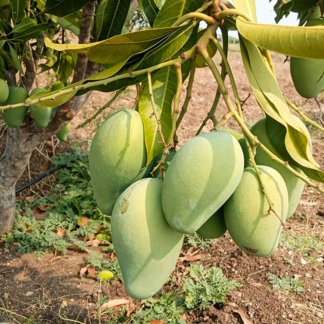 Amrapali Mango Grafted Live Plant Sapling