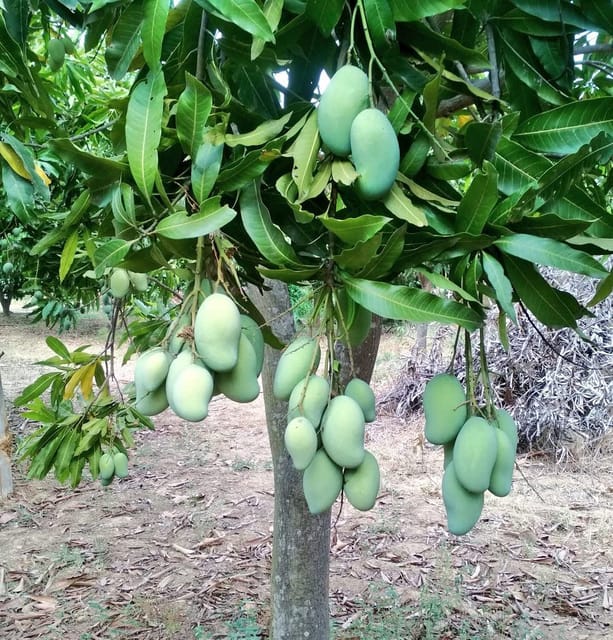 Amrapali Mango Grafted Live Plant Sapling