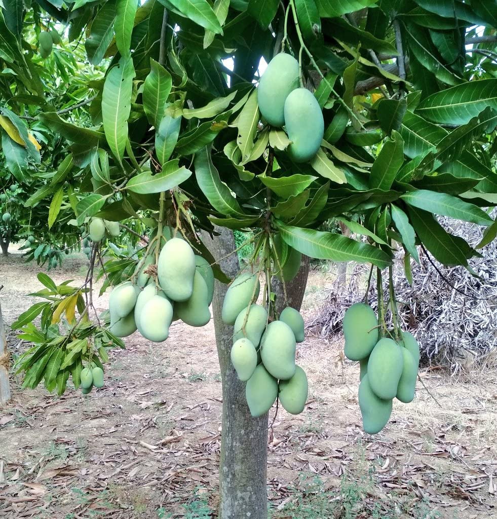Amrapali Mango Grafted Live Plant Sapling