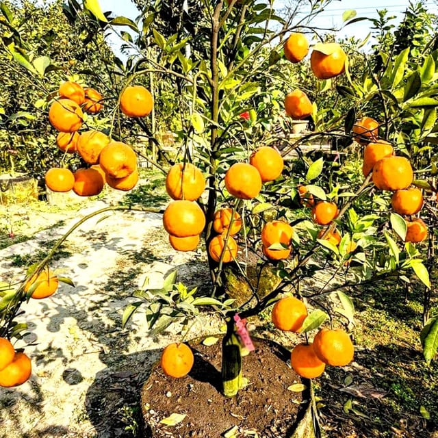 Darjeeling Orange Grafted Live Fruit Plant