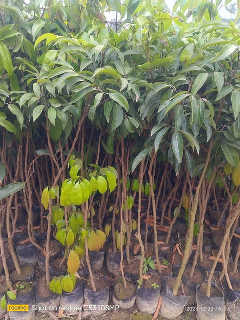 China 3 Lychee Air-Layered Live Plant Sapling
