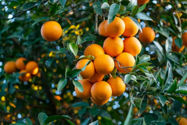 Chinese Orange Citrus Fruit Plant Sapling