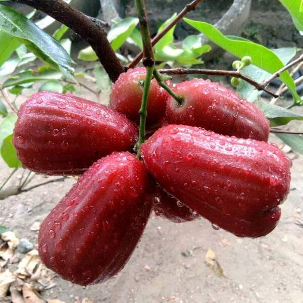 Red Wax Apple Bell Fruit Live Plant
