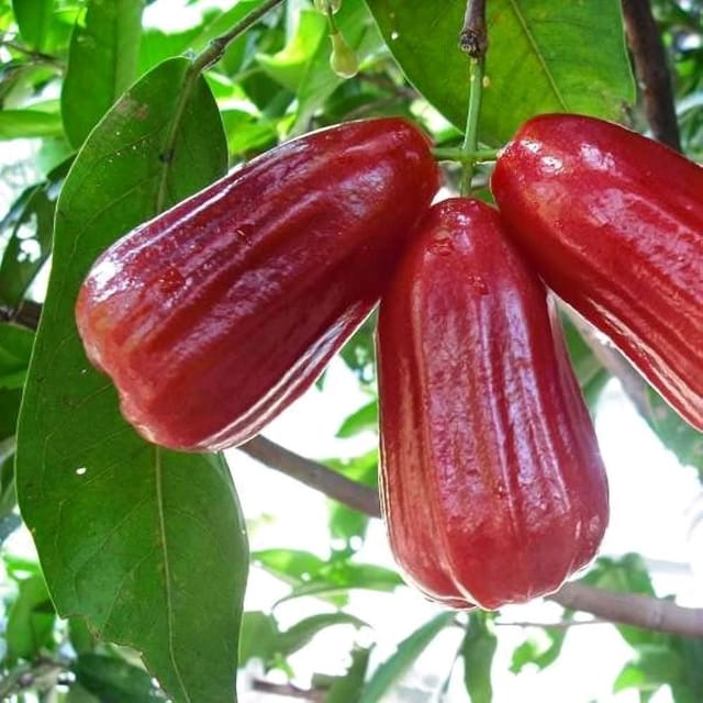 Red Wax Apple Bell Fruit Live Plant