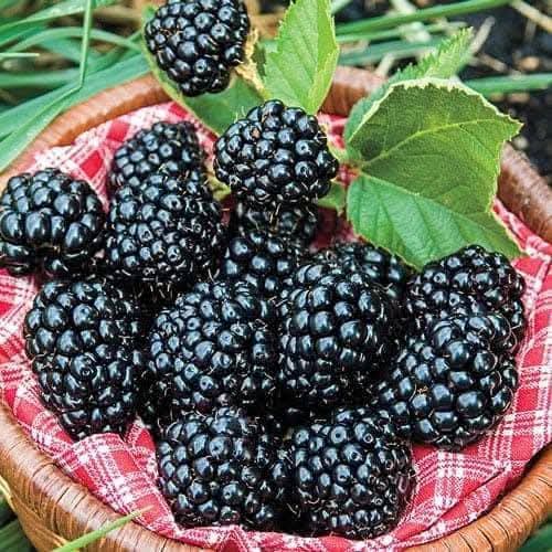 Blackberry Fruit Live Plant In Grow Bag
