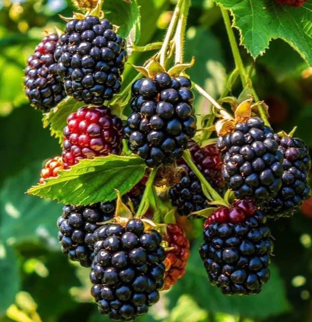 Blackberry Fruit Live Plant In Grow Bag