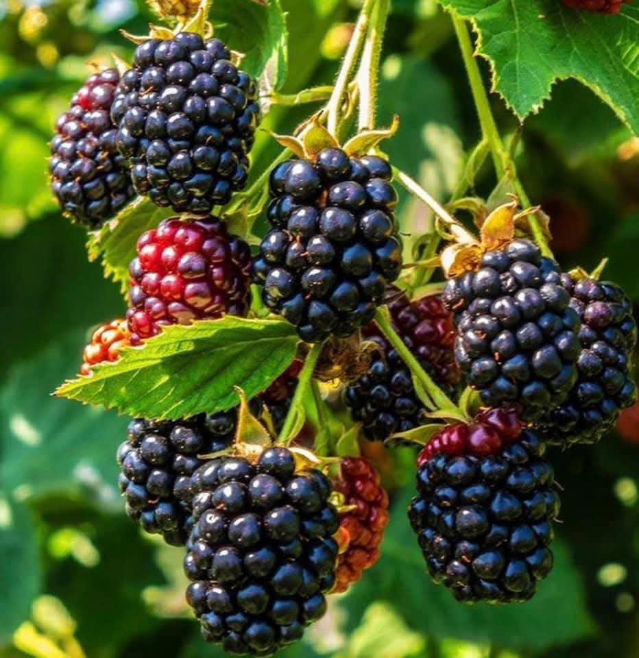 Blackberry Fruit Live Plant In Grow Bag