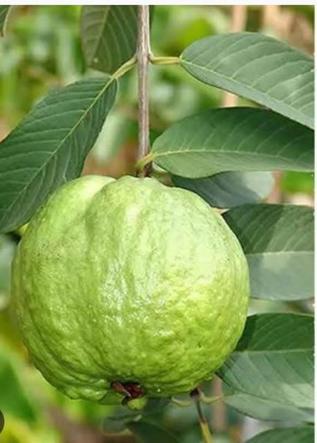 Thai 5 Guava Live Fruit Plant In Grow Bag