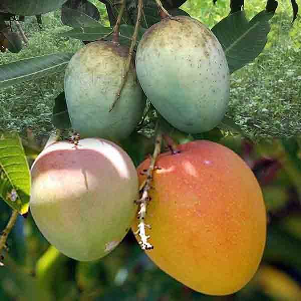 Harivanga Mango Grafted Fruit Bearing Live Plant