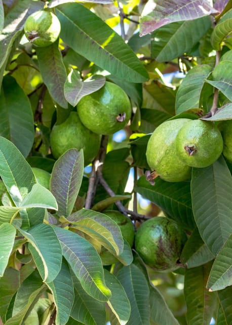 Khaja Guava Grafted Live Fruit Plant