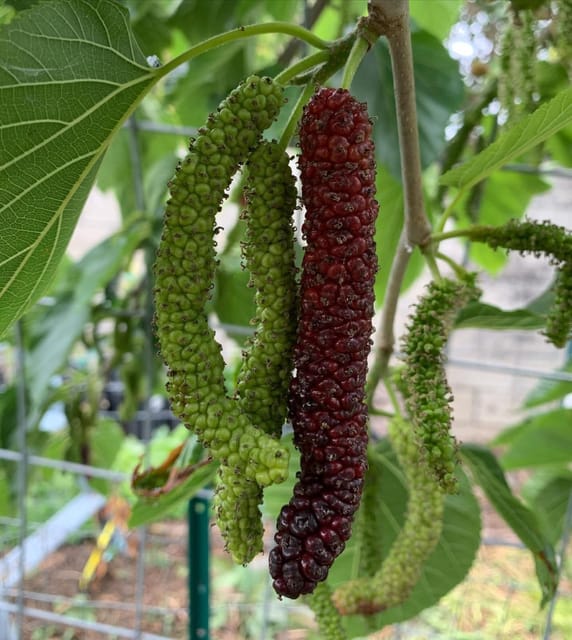 Pakistani Long Mulberry Grafted Fruiting Live Plant