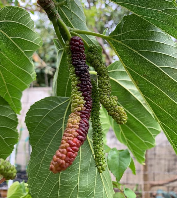 Pakistani Long Mulberry Grafted Fruiting Live Plant