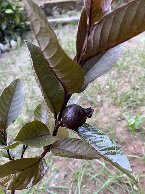 Black Guava Grafted Live Plant For Home Garden