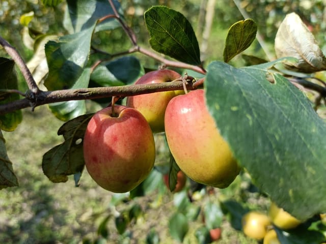 Kashmiri Apple Ber Fruit Bearing Live Plant