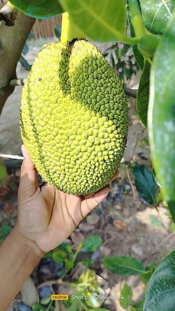 Vietnam Super Jackfruit Grafted Live Plant