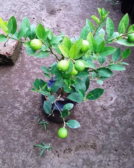 All Season Lemon Citrus Live Fruit Plant