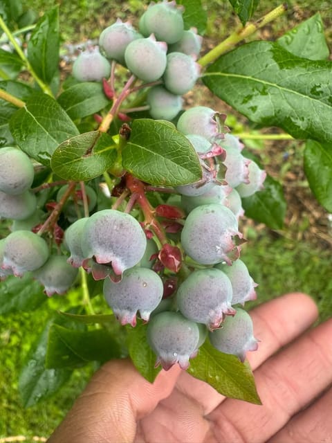 Blueberry Fruit-Bearing Live Plant
